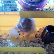 Profile Picture of Kyle Mini Hamster (@kyleminihamster5236) on Youtube