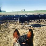 Profile Picture of Richard Knoche (@houndsandcattle) on Instagram