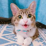 Bob Chan ⋆ ぼぶちゃん - Instagram Profile Picture of Bob Chan ⋆ ぼぶちゃん (@bobchanireland) on Instagram