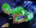 Profile Picture of Maui - Wikipediaon Wikipedia