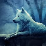 Francisco Abraham Ordoñez - Instagram Profile Picture of Francisco Abraham Ordoñez (@francisco.ord) on Instagram