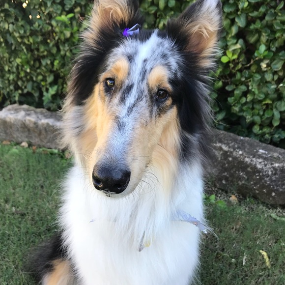 Profile Picture of Ssarah Godbehere (@sarahfabuloso) on Poshmark