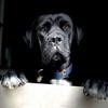 Profile Picture of CrystalCaneCorso (@crystalcanecorso) on Tiktok