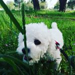 Profile Picture of Dora Mar 🐾🐕💖 (@alexandraernesto) on Instagram