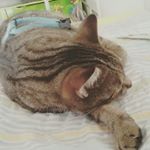 Profile Picture of Britta Angela Schubert (@schubertbrittaangela) on Instagram