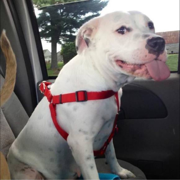 Profile Picture of Angelo Grisafi jr. (@iamang1515) on Poshmark