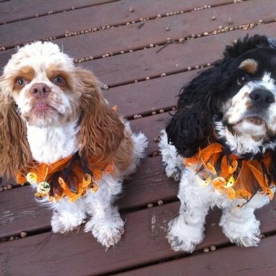 Profile Picture of Laura Cash Bennett (@LauraCashBennet) on Twitter