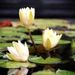 Profile Picture of Kelley Duncan (@kelleyduncan) on Pinterest