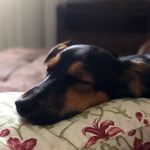 Profile Picture of amora jolly jipson (@amora.cachorrinho) on Instagram