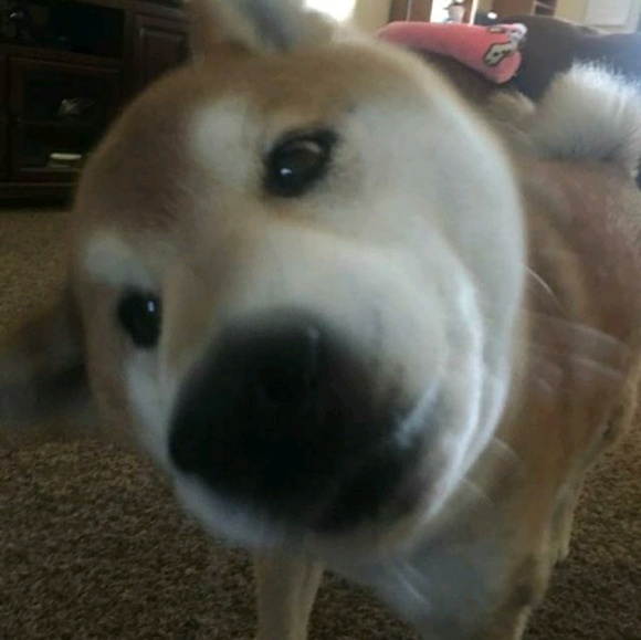 Profile Picture of Johnathon Rigby (@biomixxl) on Poshmark