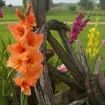 Profile Picture of Brenda Engleman Coon (@englemancoon) on Instagram