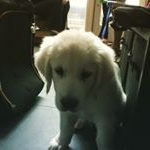 Profile Picture of Jack Edward Aiello (@afc_jackisback) on Instagram