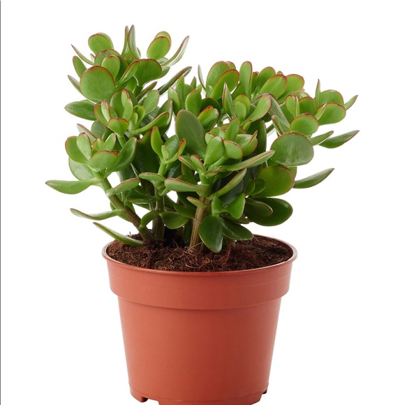 Profile Picture of Joey Fong (@missjjoey) on Poshmark