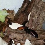 Profile Picture of Dustin Benjamin Bierkamp (@benjaminbierkamp) on Instagram