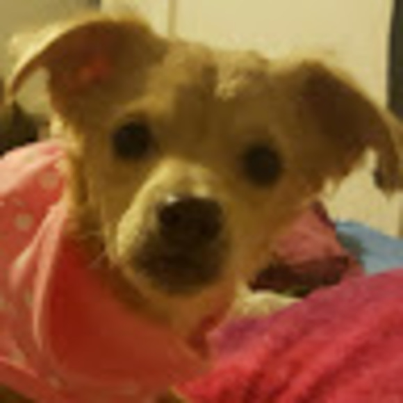 Profile Picture of Tina Contonio (@tinacontonio) on Poshmark