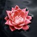 Profile Picture of Kylee Wimmer (@gtwimmer) on Pinterest