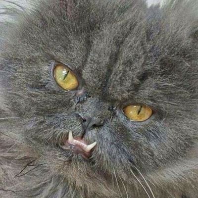 Profile Picture of Daniel Knobloch (@KnoblochD) on Twitter