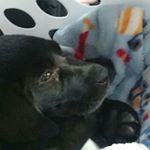 Profile Picture of James Stavros (@doggo_mad) on Instagram