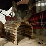 Profile Picture of Tanya Vogt (@tanya_vogt_) on Instagram