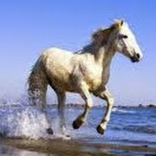 Profile Picture of Mohammed Akbaruddin (@mohammedakbaruddin2759) on Youtube