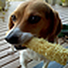 Profile Picture of Jeff Parsons (@cobdog) on Flickr