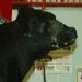 Profile Picture of Randy Behney (@behneybeef) on Pinterest
