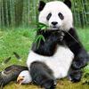 Profile Picture of Andrew Zheng (@@zheng_da_jie) on Tiktok