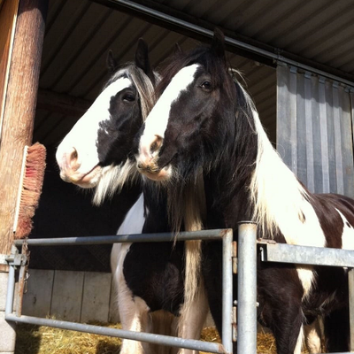 Profile Picture of Maya Suznjevic (@RosbergRita) on Twitter