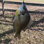 Profile Picture of Jared Riggins (@jared_riggins) on Instagram