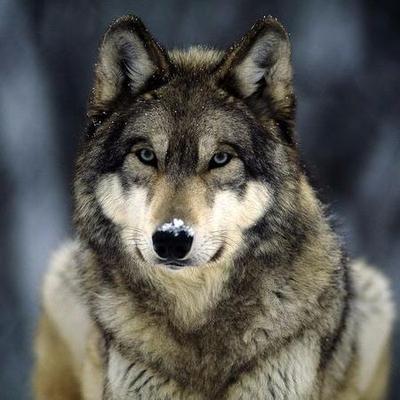 Profile Picture of Daniel Winkels (@BADWOLFAWP) on Twitter