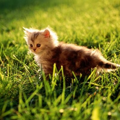 Profile Picture of Sanya Zaman (@sanya_zaman) on Twitter