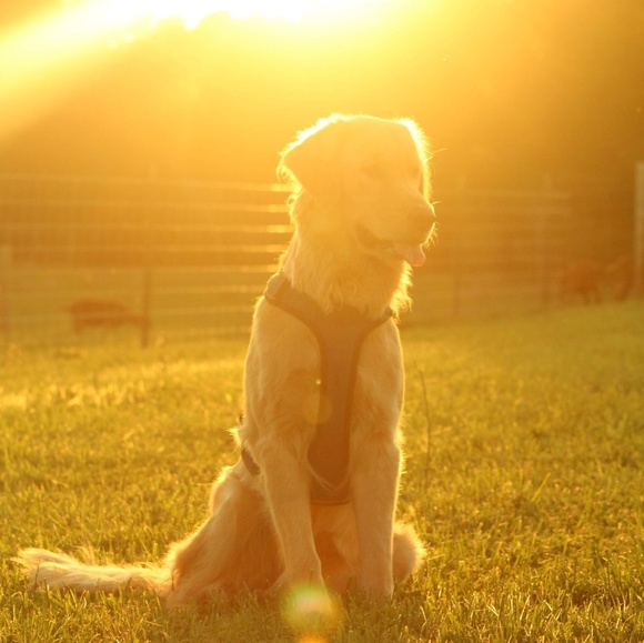 Profile Picture of Shea Ellerbrock (@suresnowflake) on Poshmark