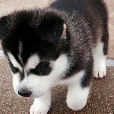 Profile Picture of Daniel _ HgTV (@daniel_friese) on Twitter