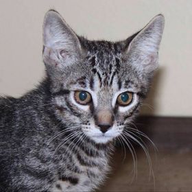 Profile Picture of Larissa Lux (@ladylarakat) on Pinterest