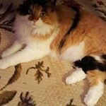 Profile Picture of Donnie Sylvester (@wayne.sylvester.982) on Instagram