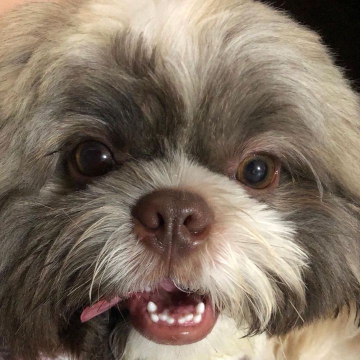 Profile Picture of Phoebo (@phoebobear) on Tiktok