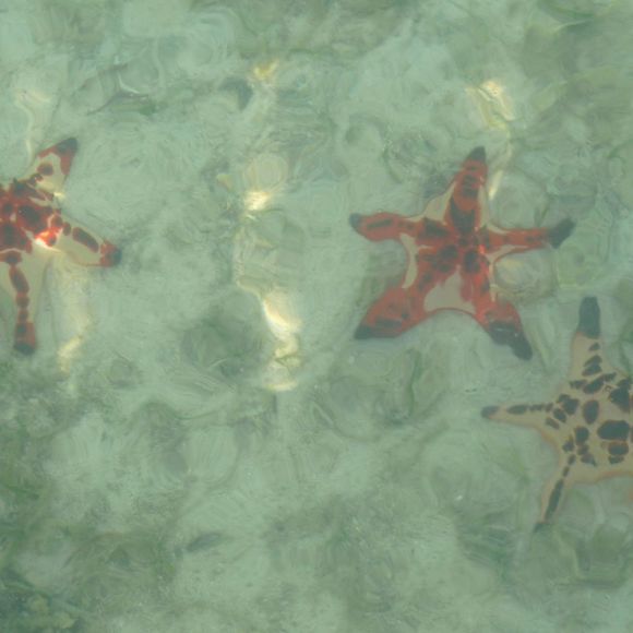 Profile Picture of Gabbie Coorey (@gabbiecoorey) on Poshmark