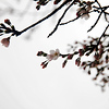 Profile Picture of lu chen (@hopeclu1) on Flickr