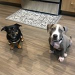 Profile Picture of Toby Tater & Jimbo (@tobyandjimmy) on Instagram