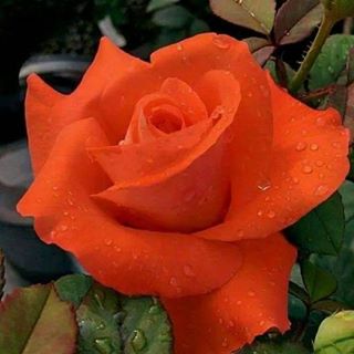 Profile Picture of Lory Diego (@lory.diego.3) on Facebook