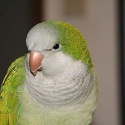 Profile Picture of Albert Pan (@lichenpan) on Twitter