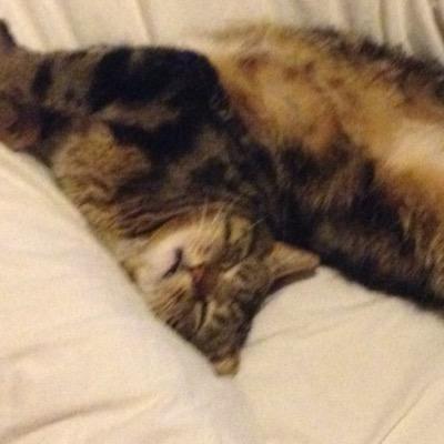 Profile Picture of Kyle Shale (@kyle_shale) on Twitter