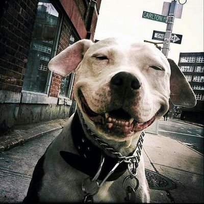 Profile Picture of DAVID ENRIQUE USECHE (@deurdavid) on Twitter