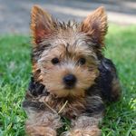 Profile Picture of B O R i S (@boristhesilverfox) on Instagram