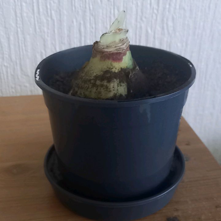 Profile Picture of amaryllis (@growing.an.amaryllis) on Tiktok