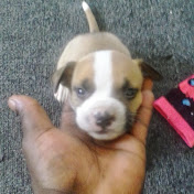 Profile Picture of Ernest Bailey (@ernestbailey3452) on Youtube