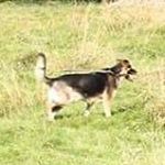 Profile Picture of Wilson (@wilson.chica.williams) on Instagram