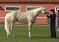 Profile Picture of Halter (horse show) - Wikipediaon Wikipedia