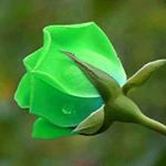 Profile Picture of Rubaraj Gurubatham (@rubarajgurubatham) on Instagram