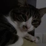 Profile Picture of Jonathan Salmon (@choco.titi.5) on Instagram